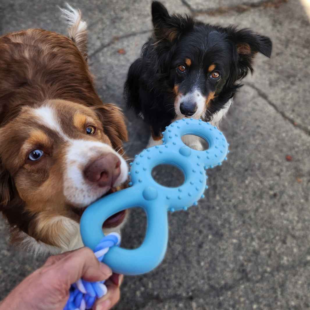 Two dogs playing with a blue rubber toy on a concrete surface.