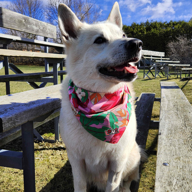 White dog wearing a colorful bandana sitting on a wooden bench outdoors.